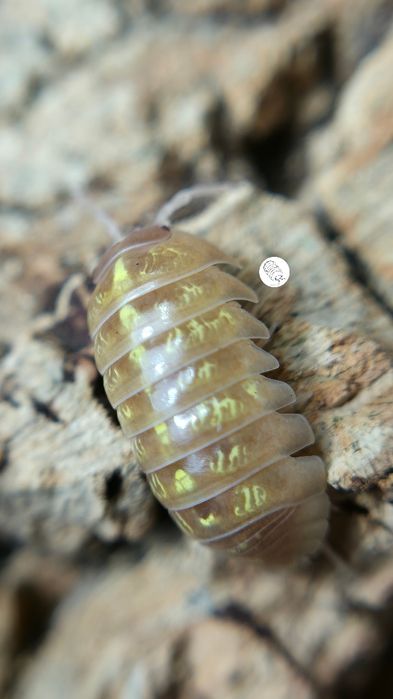 Isopody, prosionki Armadillidium Vulgare Albino T+
