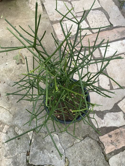 Euphorbia Tirucalli (Avellós)