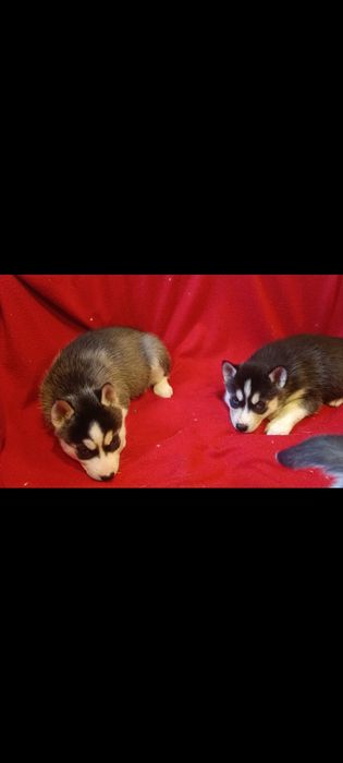 Huskie szczeniak  dziewczynka