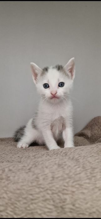 Boss - gatinho bebé para adoção responsável