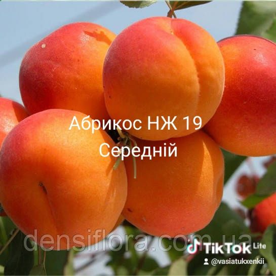 Продам саджанці плодових дерев Персики Абрикоси черешні сливи вишні є