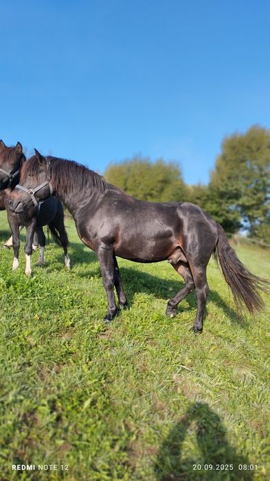 Śliczny Ogier Huculski z Licencją
