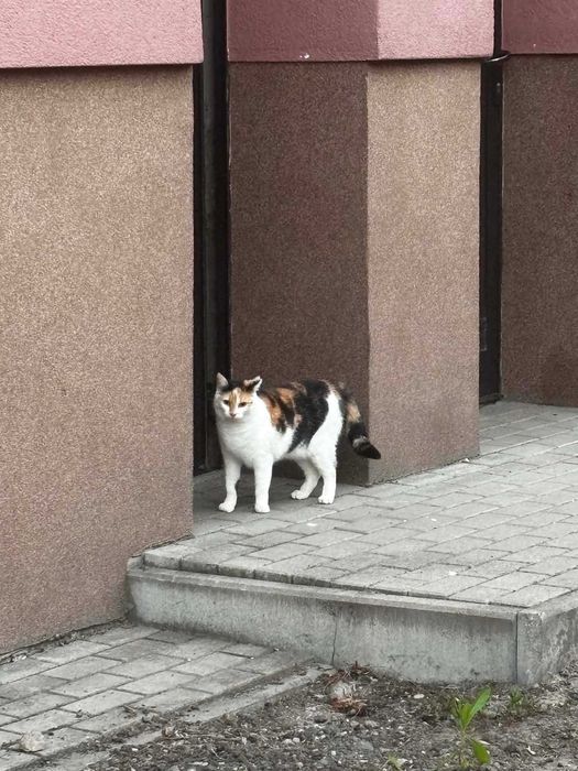 Zaginął kot dachowiec Poznań Wilda