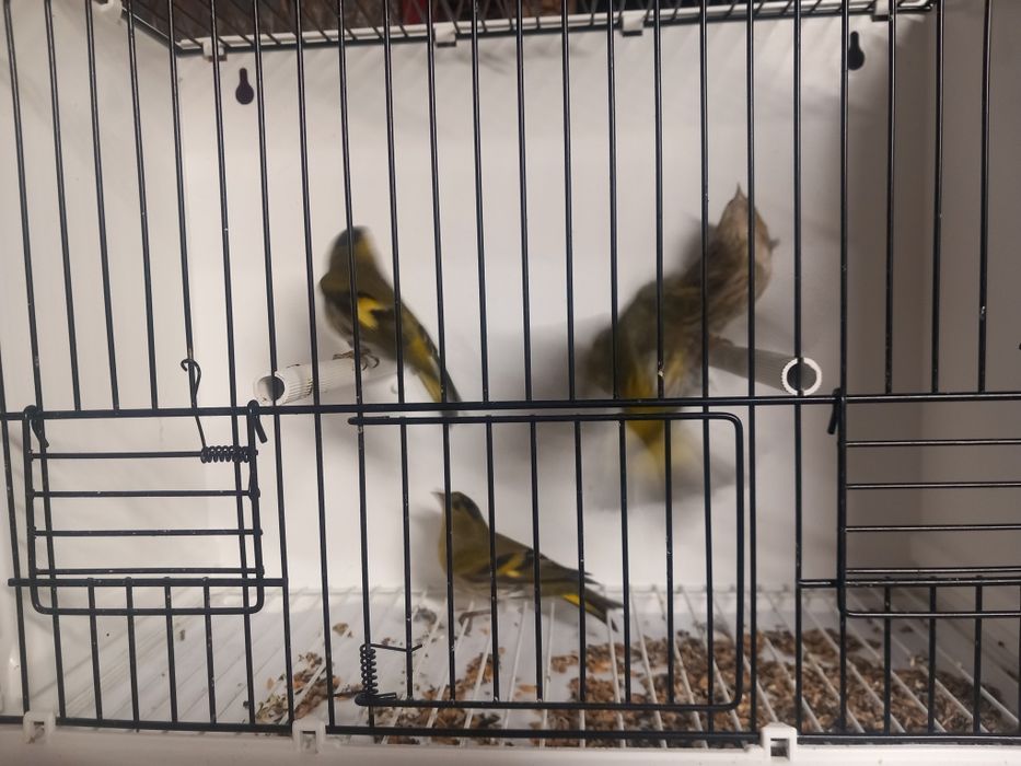 Czyż, czyżyki europejskie