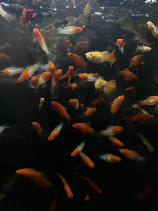 Меченосці та інші риби