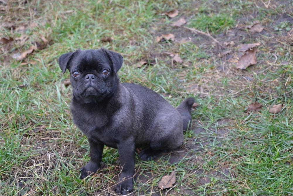 Продам щенка мопса