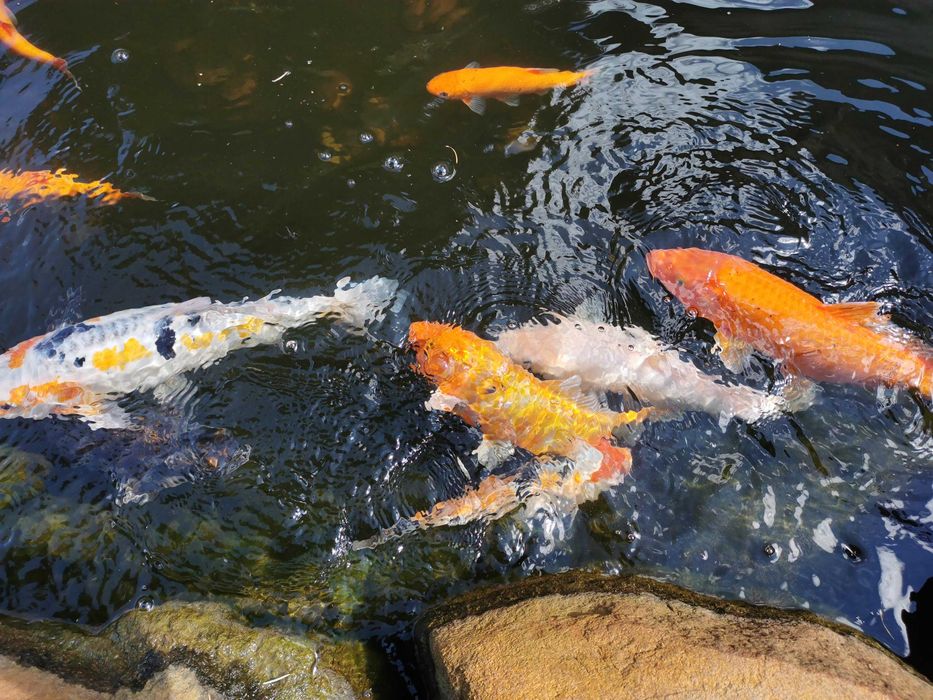 Ryby ozdobne do oczka wodnego