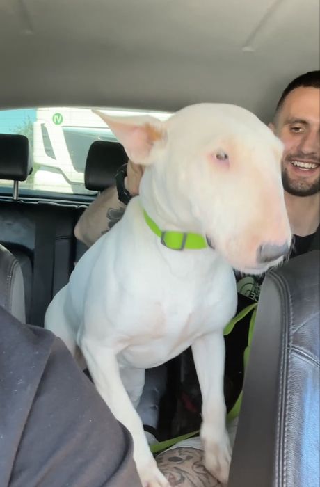 Перевозка животных котов собак по Украине Европе перевезення тварин