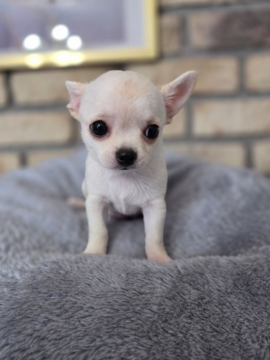 Sliczna suczka  chihuahua zkwp fci