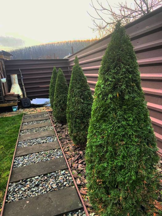 Стрижка  декоративных растений,уход за садом.