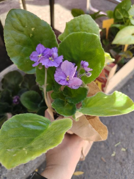 Продам квітучі фіалки