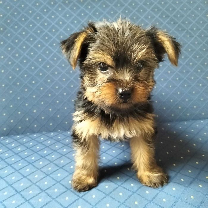 Yorkshire Puppies Yorkshire Toy Olx Yorkshire Terrier Porto