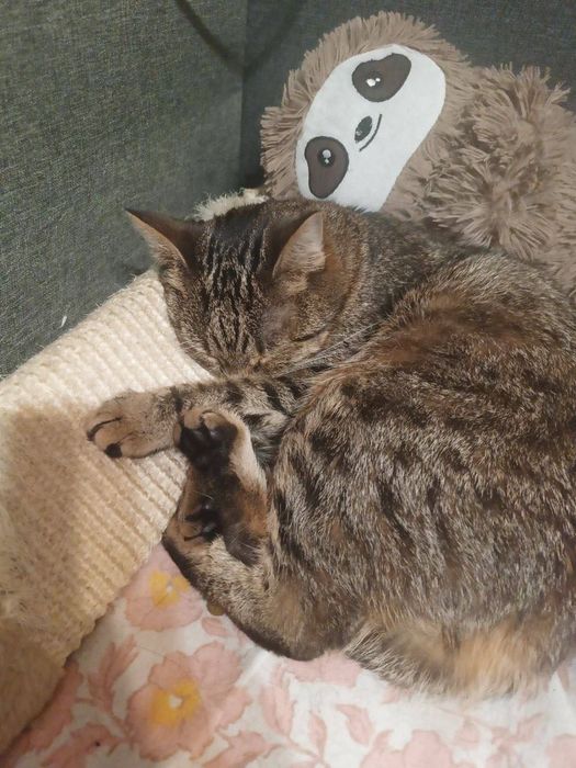 Котики в добрі руки, в одну родину