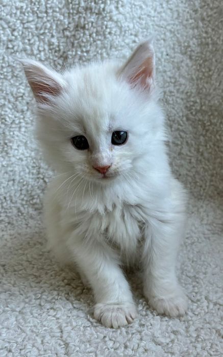 Kocur Maine Coon kocurek rudy ze srebrem