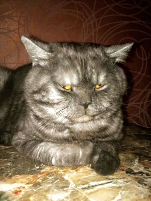 Вязка, опытный британец
