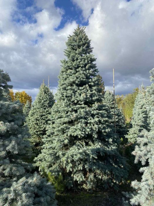 Ель голубая, зеленая Киев