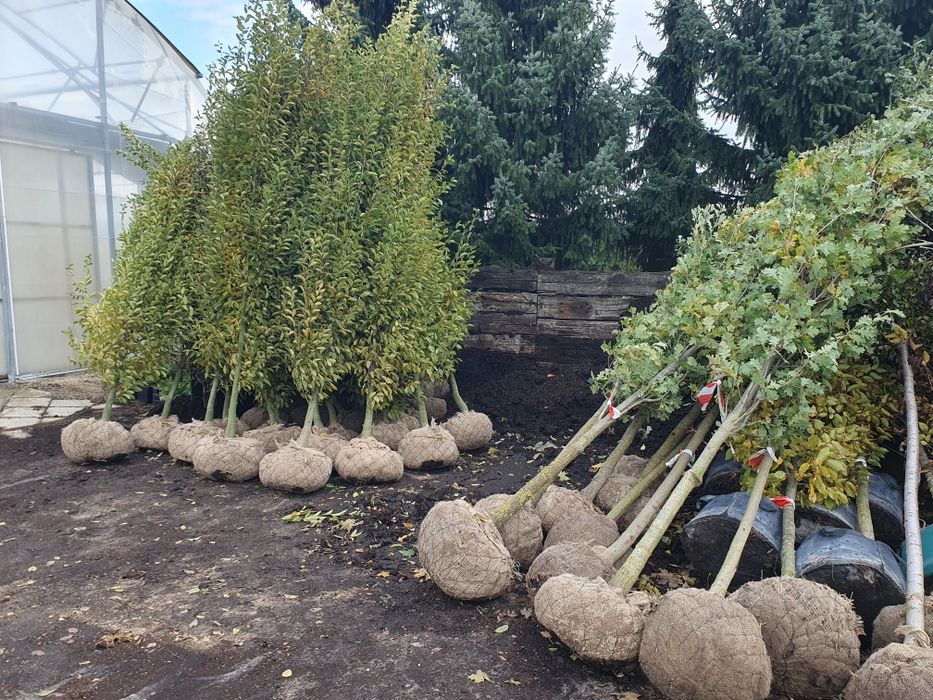 Lipa drobnolistna od 10 do 25cm obwodu