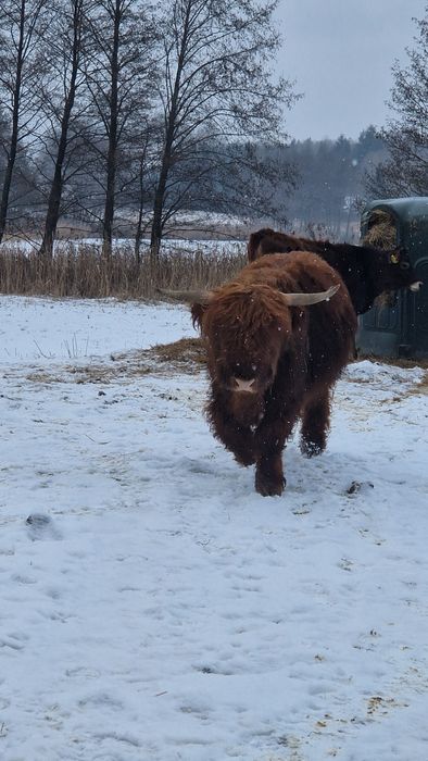 Byk Highland 2 lata wykastrowany do Agroturystyki