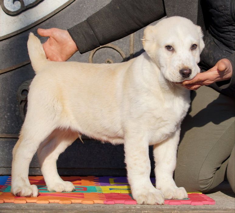 Середньоазіатськая вівчарка  , алабай цуценята