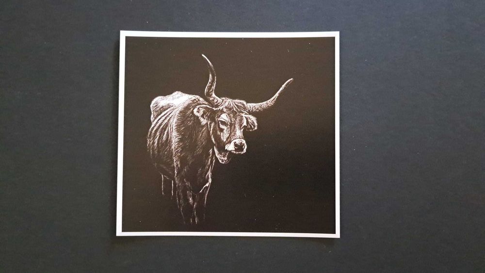 Postal de desenho de vaca cachena Soajo tradições Norte de Portugal