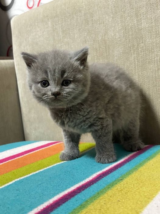Шотландські котята