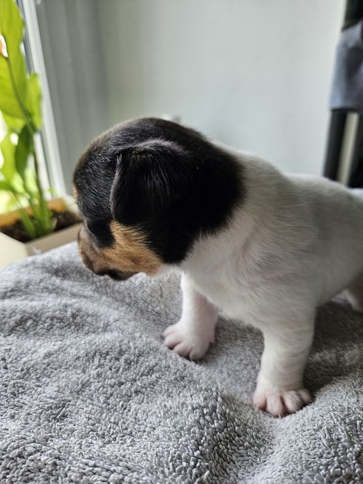 Sunia Jack russell
