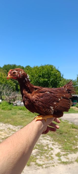 Rhode Island Red