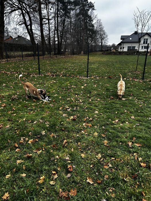 Hotel dla psów miejsce z pasją  i  Kociroom