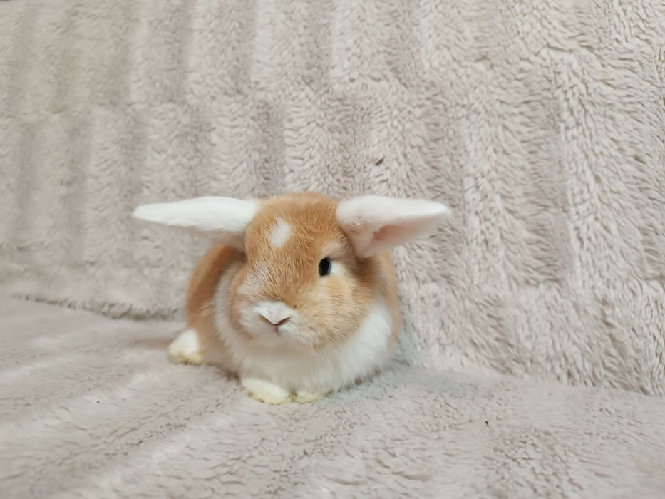 Króliki karzełki baranki miniaturki królik karzełek baranek