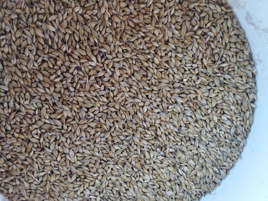 Sprzedam Jęczmień,pszenżyto