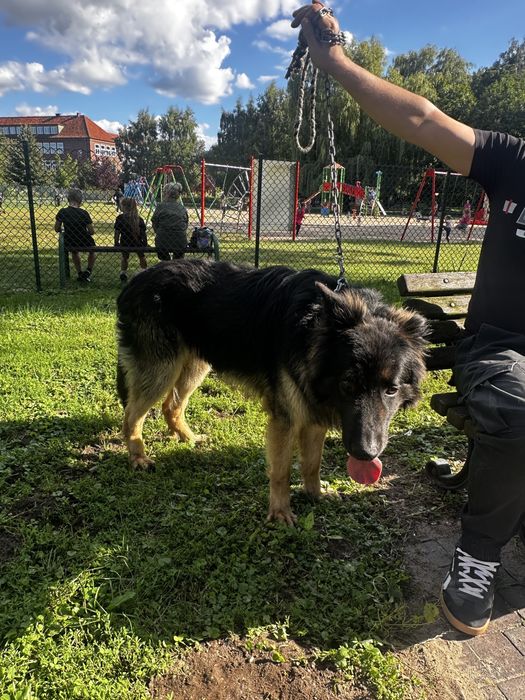 owczarek niemiecki