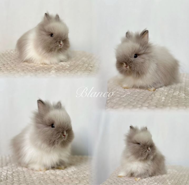 Hodowla Króliczków Karzełków Niderlandzkich, Teddy i mini lop