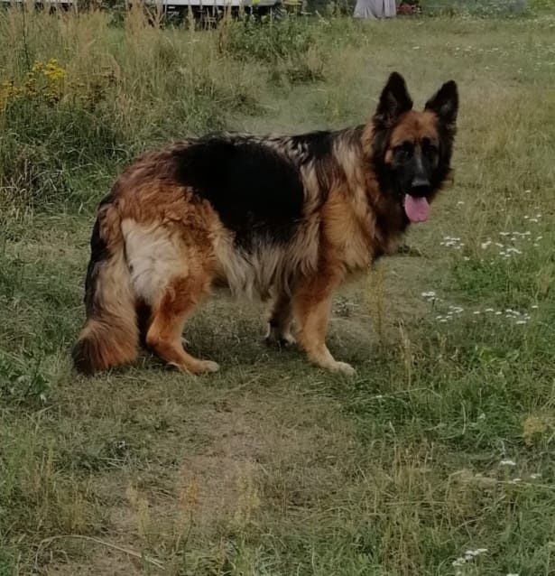 Owczarek niemiecki długowłosy śliczne szczenięta