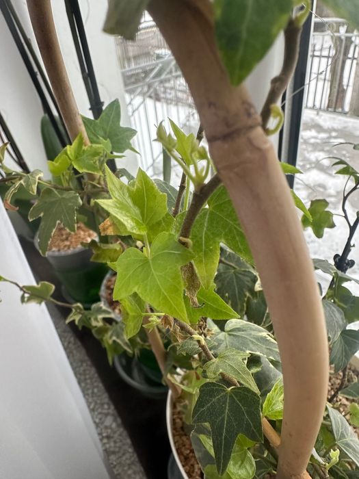 ozdobny bluszcz ostrolistny