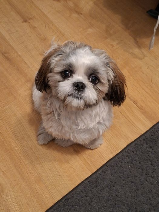 Shih tzu szuka kochającej rodziny