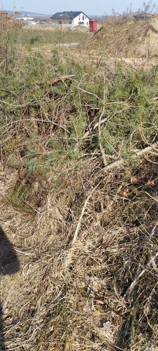 Drewno opałowe gratis