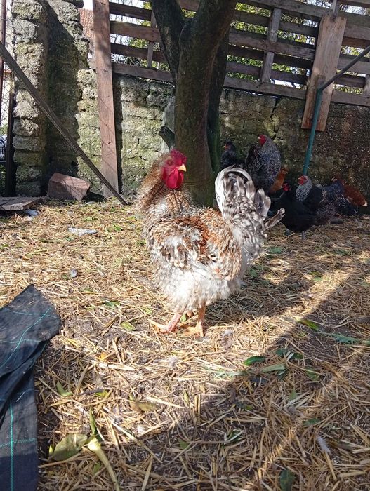 Galos com 10 meses  15€