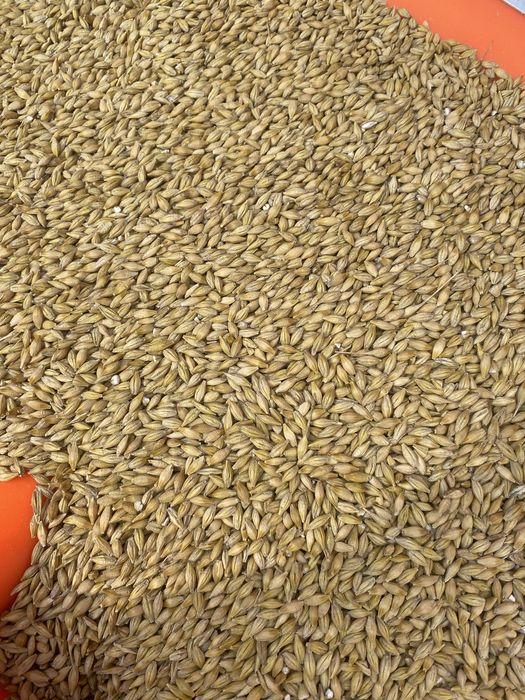 Jeczmien jary Feedway Farmer