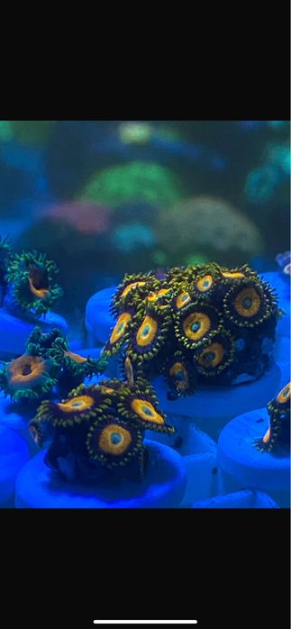 Vários corais. Euphilia, zoanthus, pavona, Seriatopora, e outros.