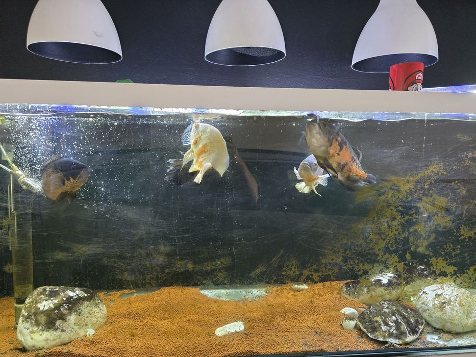 5 peixes Oscar Adulto