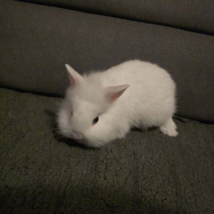 Królik miniaturka