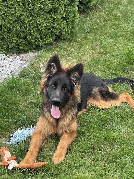 Pilne ! Owczarek niemiecki dlugowlosy piesek