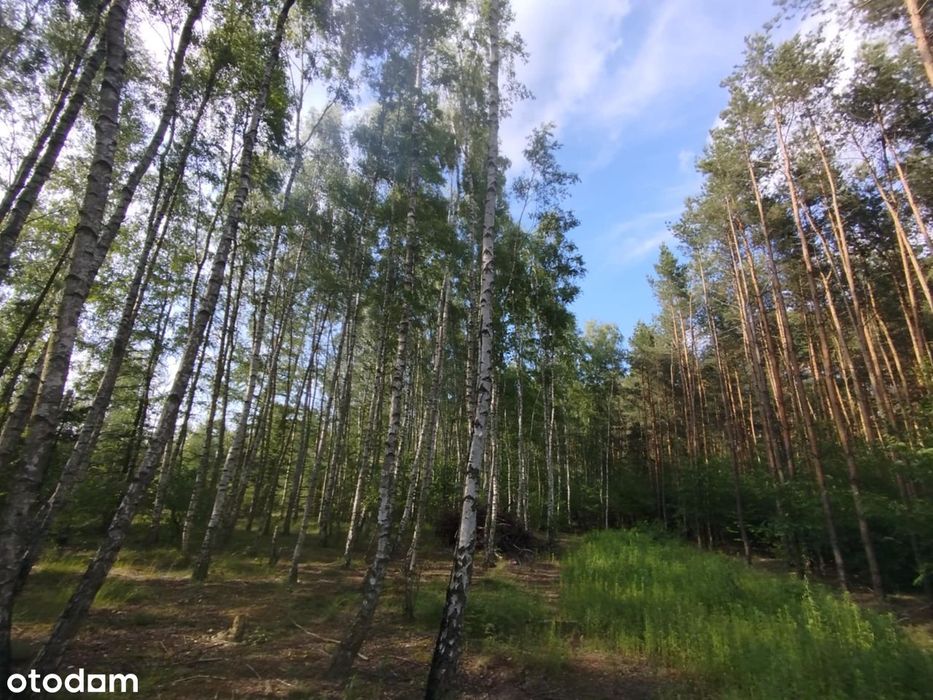Krzewent działka z warunkami zabudowy nad jeziorami Park Krajobrazowy