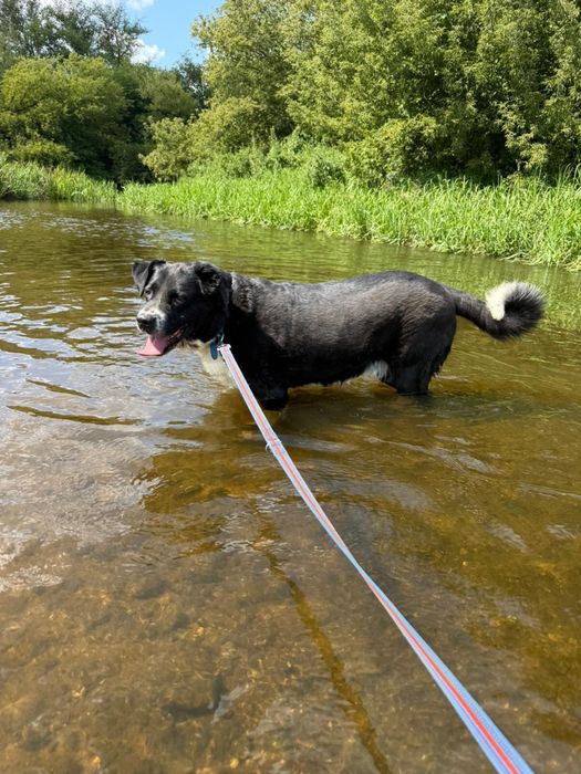 Pokochaj Dylana! Duży psiak w typie stróżującego