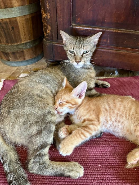 Gatinhos procuram novo lar