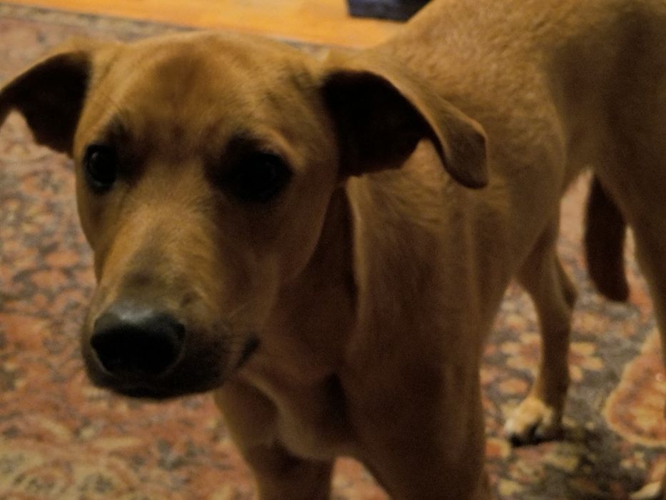 Хлопець метис шукае родину