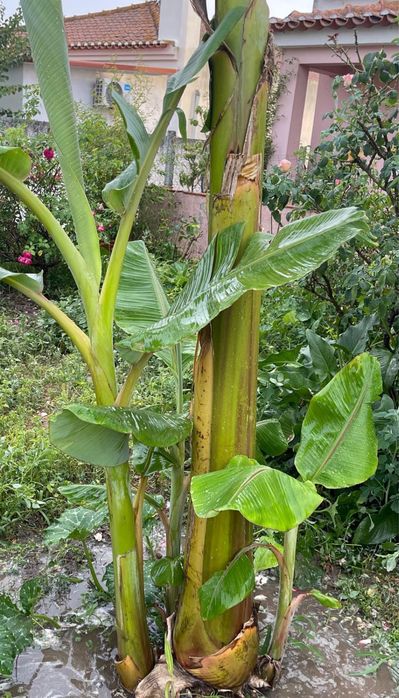 bananeira -planta