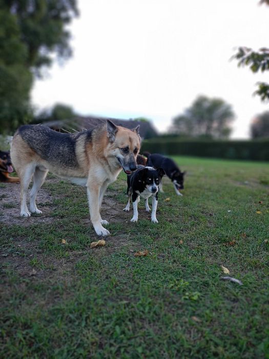 Nierozłączni przyjaciele
