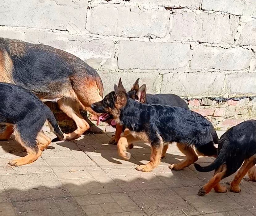 Суки стандарт яркого окраса.