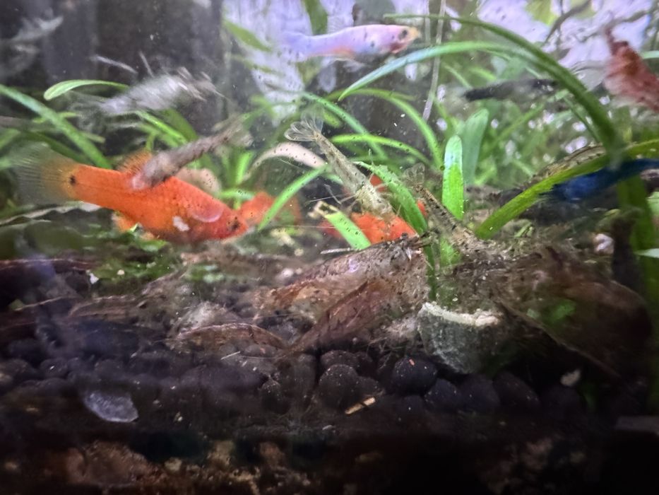 Neocaridina Wild